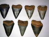 group-of-fossil-shark-teeth-dark-water-megs (2)